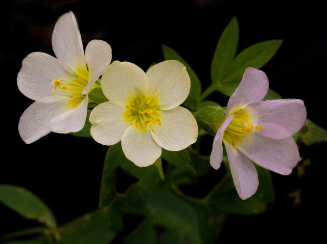 Polemonium carneum 14-4715.jpg